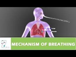 Mechanism Of Breathing Part 01 Youtube