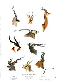 Animal Deer Animal Head Antelopes Vintage Printable