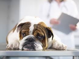 disease how does it affect dogs