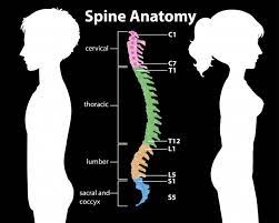 It is particularly interesting for physiotherapists. Free Vector Anatomy Of The Spine Or Spinal Curves Infographic