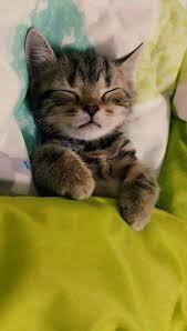 Rug hugger, exotic shorthair & teacup persian pictured on this page are some of our past tabby persian kittens. Kittens For Free In Fayetteville Nc Many Balinese Kittens For Sale Near Me Pets Near Me For Free Kittens Cutest Sleeping Kitten Cute Baby Animals
