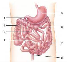 small large intestine diagram quizlet