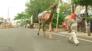 The camel is the creation of a more modest era, when the best picture books gratified rather than dazzled, when the language was firm and shapely, the wit humane, and the pleasure enduring. Coronavirus Lockdown 70 Year Old Man To Walk 1 100 Kms With Camel Reaches Meerut From Ludhiana In 1 Week