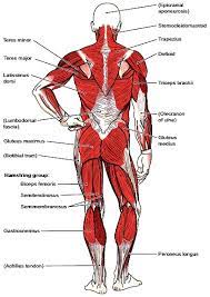 skeletal muscle groups muscles of the