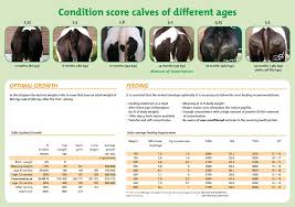 Cattle Information Charts Veepro Holland