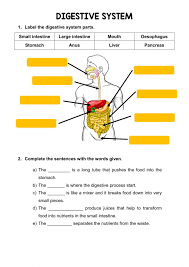 A collection of english esl worksheets for home learning, online practice, distance learning and english classes to teach about short, answers, short answers. The Digestive System Online Activity