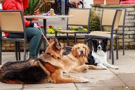 7 dog friendly restaurants in montreal