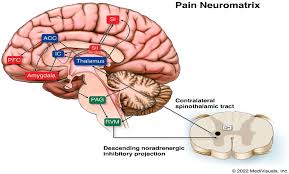 brain sciences free full text pain