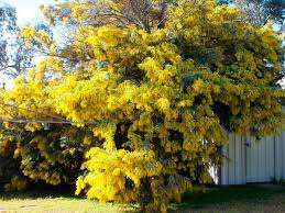 popular tree in australia new zealand