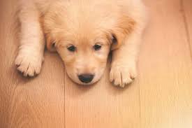 do dog nails scratch wood floors the