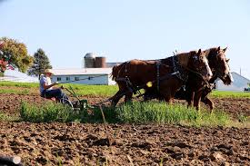 Amish Farming Traditions Survive In