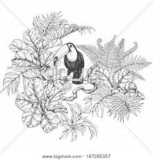 Realistic tropical bird coloring pages. Hand Drawn Branches Vector Photo Free Trial Bigstock