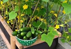 Where do cucumbers grow?