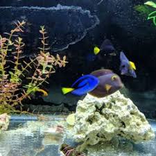 In his fish tank + set an example for the other team members in delivering fantastic neighborly service + assist the store's team leaders by reinforcing the daily. Best Fish Stores Near Me June 2021 Find Nearby Fish Stores Reviews Yelp