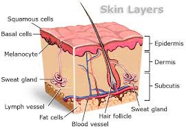 Skin Layers Diagram In 2019 Skin Care Clinic Skin
