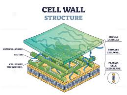 cell wall structure with plant cellular