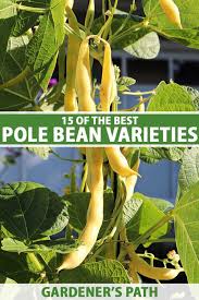15 Of The Best Types Of Pole Beans