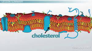cholesterol in the cell membrane