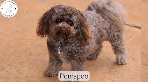 pomapoo dog breed guide everything