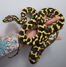 carpet python care sheet size