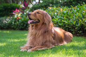 They are fully pedigree and kc registered. Red Golden Retriever The Complete Dog Breed Guide All Things Dogs All Things Dogs