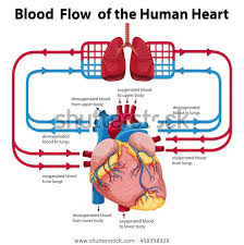 Diagram Showing Blood Flow Human Heart Stock Vector Royalty