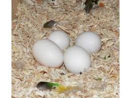 fertile parrot eggs at best in