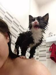 Spraying cat with water meme. Why Are Cats Afraid Of Water Why Do Most Cats Fear Hate Getting Wet Are There Any Biological Psychological Or Behavioral Explanations For This Quora