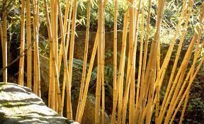 Good Bamboo Plants For The Garden