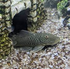 rubber lipped pleco care and species