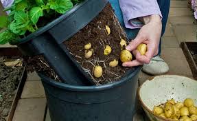 Oktober geerntet, dann können sie sie bei optimalen bedingungen bist in den frühsommer des nächsten jahres lagern. Kartoffeln Pflanzen Pflegen Ernten Mein Schoner Garten
