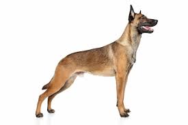 belgian shepherd dog character nature