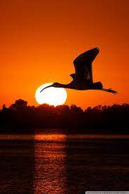 bird flying at sunset ultra hd desktop