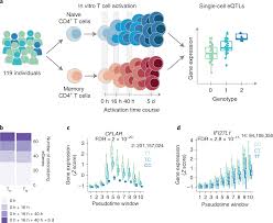 a molecular map of t cell activation