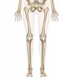 We did not find results for: Bones Of The Leg And Foot Interactive Anatomy Guide