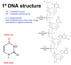 dna structure and function flashcards