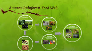 Top attractions in amazon rainforest. Amazon Rainforest Food Web By Kimberly Cruz