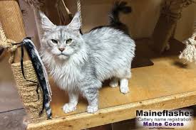 maine s cat breeder maineflashes