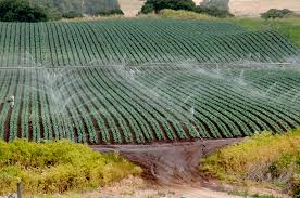 rain water harvesting irrigation
