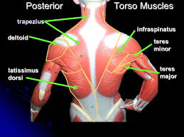 Origin of triceps long head. Torso Muscles Posterior Torso Muscles Trapezius Deltoid Latissimus Dorsi Infraspinatus Teres Minor Teres Major Ppt Download