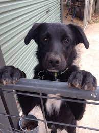 The cheapest offer starts at £500. Boradors Border Collie Lab Mix Everything You Need To Know