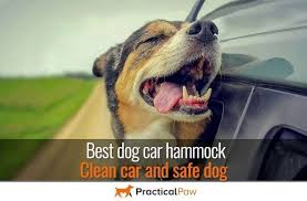 Best Dog Car Hammock Clean Car And