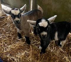 Well you're in luck, because here they come. Pygmy Goats Have Names Thanks To Customers Central Fife Times