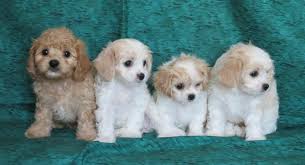 Try the craigslist app » android ios. Puppy Breeds For Sale In Los Angeles Page 2 Fancy Puppy