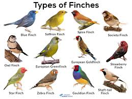 finches list of types with pictures