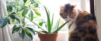 Poisonous Plants For Cats And Dogs