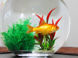 fish bowl without an air pump