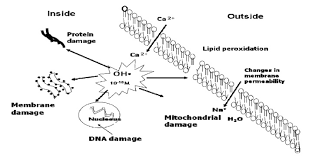 lipid peroxidation chemical mechanism