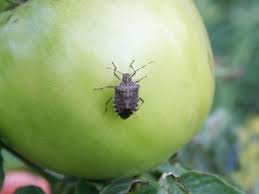 Do Stink Bugs Damage Tomatoes How To