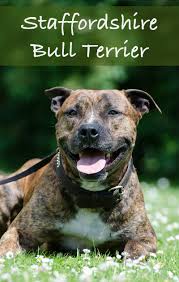 A Complete Guide To Staffordshire Bull Terriers By The Happy